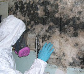 Mold Remediation